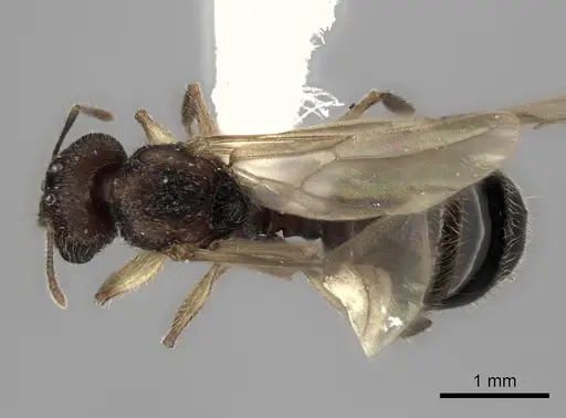 Pheidole renirano - CASENT0235064