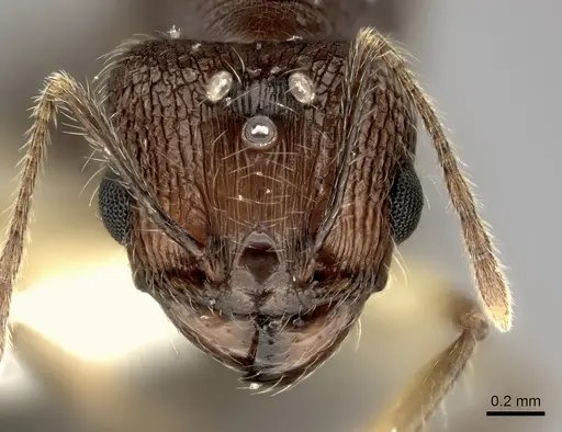 Pheidole renirano - CASENT0235064