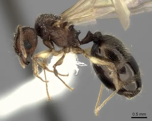 Pheidole renirano - CASENT0235064