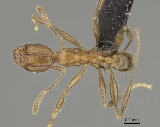 Pheidole renirano - CASENT0923324