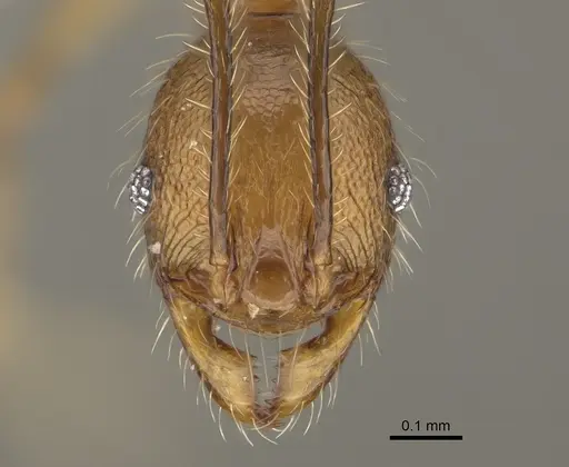 Pheidole renirano - CASENT0923324