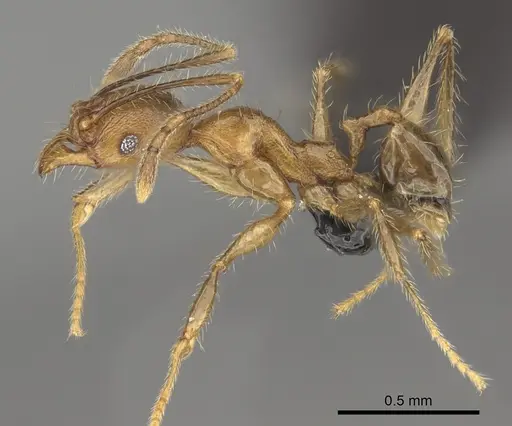 Pheidole renirano - CASENT0923324