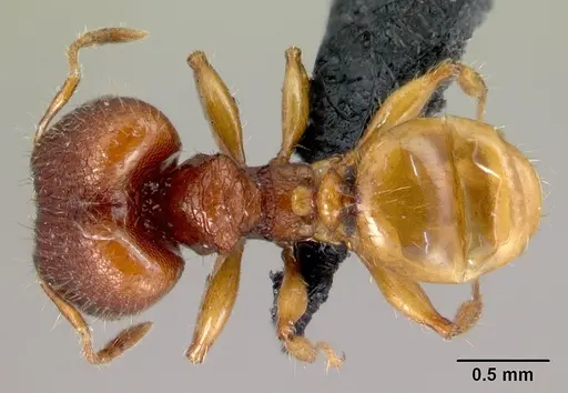 Pheidole retivertex specimen