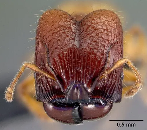 Pheidole retivertex specimen