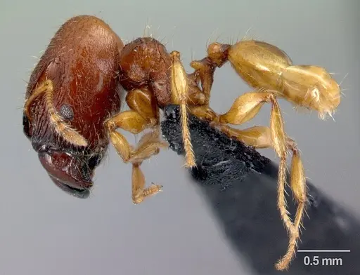 Pheidole retivertex specimen