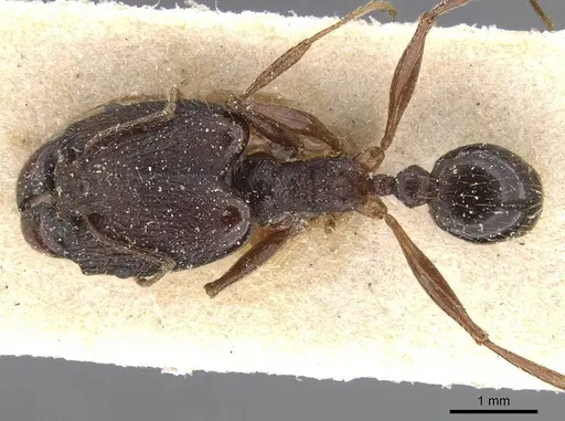 Pheidole retronitens specimen
