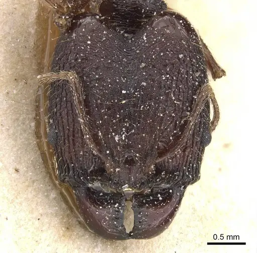 Pheidole retronitens specimen