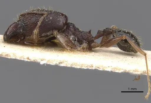Pheidole retronitens specimen