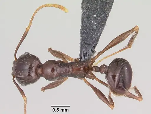 Pheidole rhea specimen