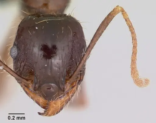 Pheidole rhea specimen