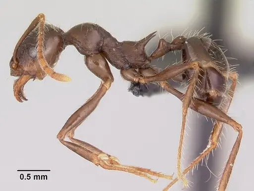 Pheidole rhea specimen