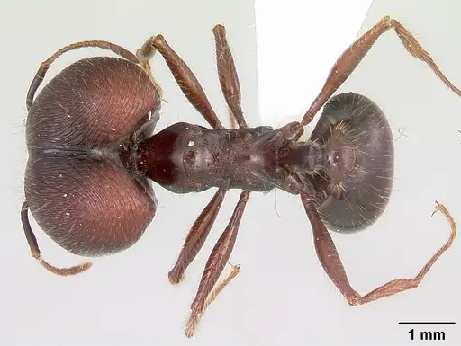 Pheidole rhea - CASENT0000232