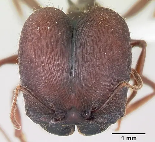 Pheidole rhea - CASENT0000232