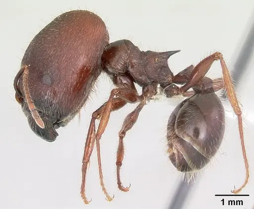 Pheidole rhea - CASENT0000232