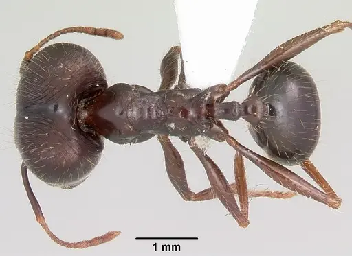 Pheidole rhea - CASENT0000238