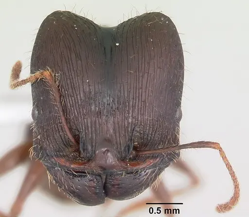 Pheidole rhea - CASENT0000238