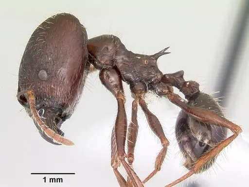 Pheidole rhea - CASENT0000238