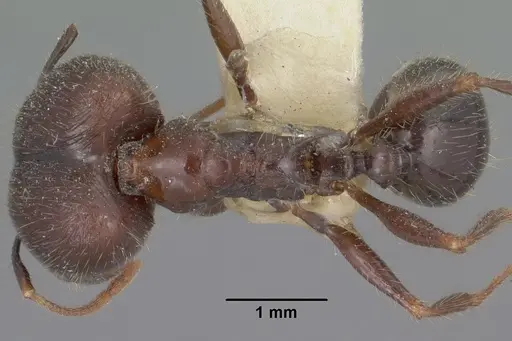 Pheidole rhea - CASENT0102892