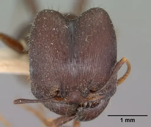 Pheidole rhea - CASENT0102892
