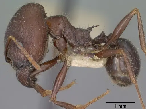 Pheidole rhea - CASENT0102892