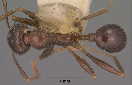 Pheidole rhea - CASENT0102893
