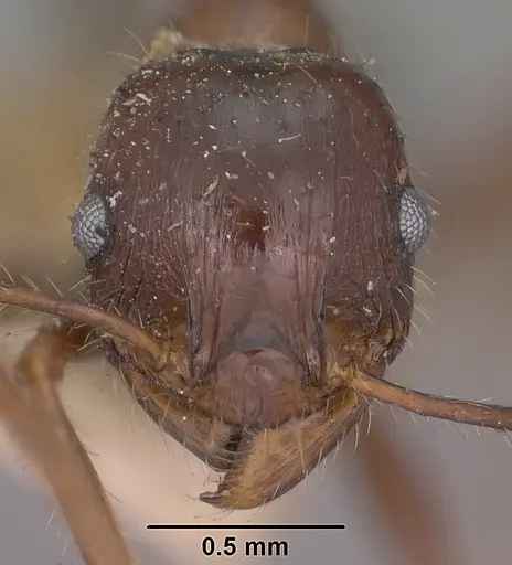 Pheidole rhea - CASENT0102893