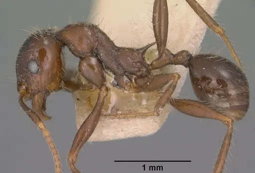 Pheidole rhea - CASENT0102893