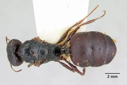 Pheidole rhea - CASENT0103488