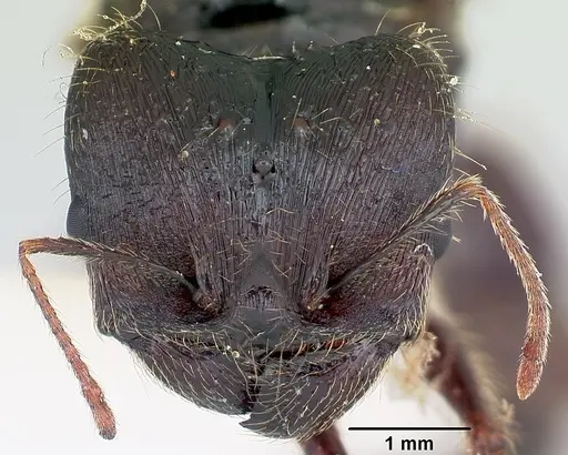 Pheidole rhea - CASENT0103488