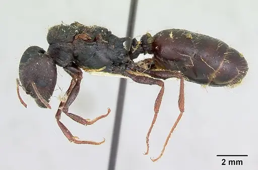 Pheidole rhea - CASENT0103488