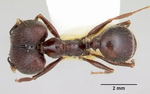 Pheidole rhea - CASENT0103489