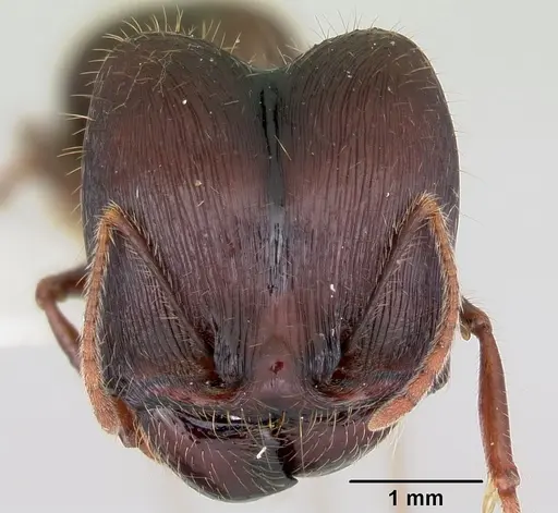Pheidole rhea - CASENT0103489