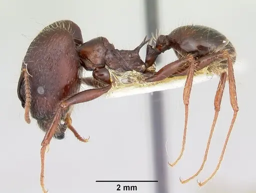 Pheidole rhea - CASENT0103489