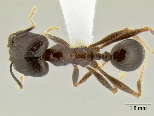 Pheidole rhea - CASENT0106262