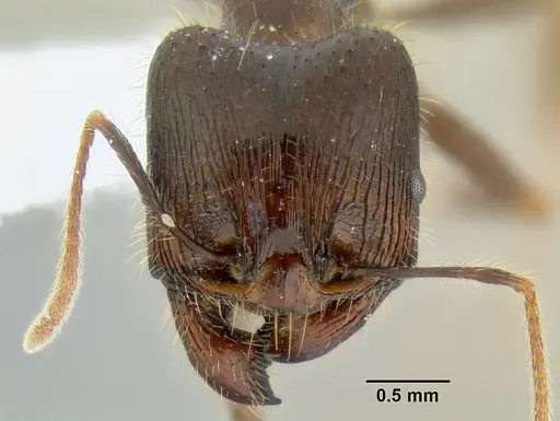 Pheidole rhea - CASENT0106262