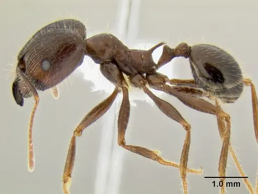Pheidole rhea - CASENT0106262