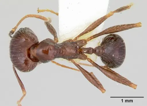 Pheidole rhea - CASENT0172583
