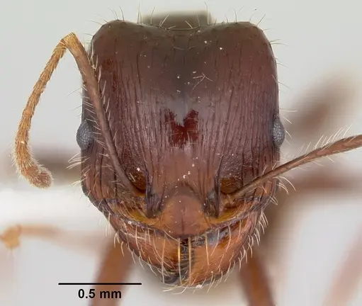 Pheidole rhea - CASENT0172583