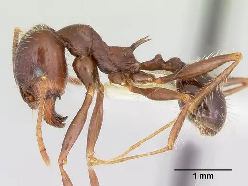 Pheidole rhea - CASENT0172583
