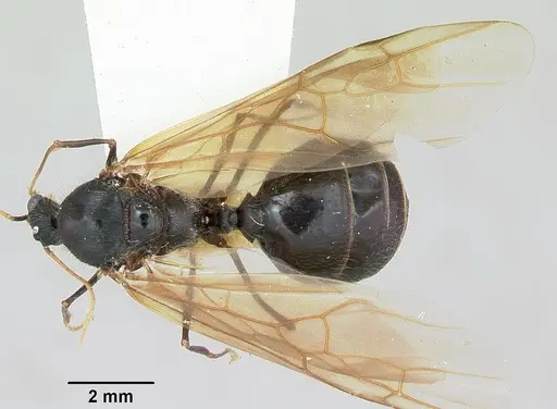 Pheidole rhea - CASENT0172584