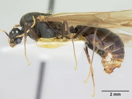 Pheidole rhea - CASENT0172584