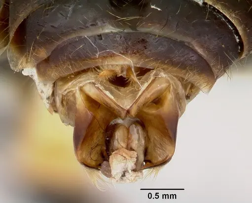 Pheidole rhea - CASENT0172584