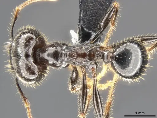 Pheidole rhea - CASENT0282929