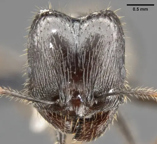 Pheidole rhea - CASENT0282929