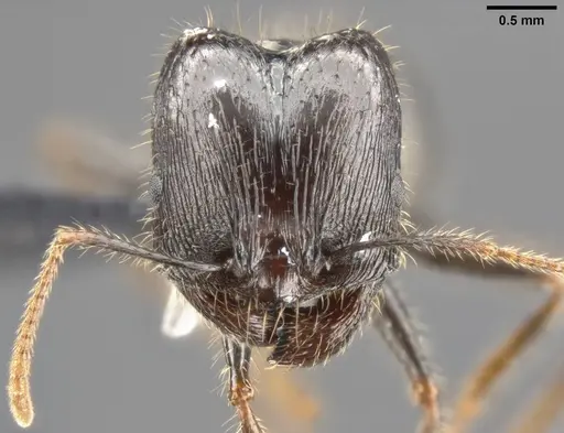 Pheidole rhea - CASENT0282929