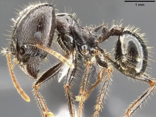Pheidole rhea - CASENT0282929
