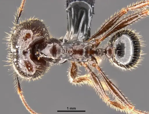 Pheidole rhea - CASENT0282931
