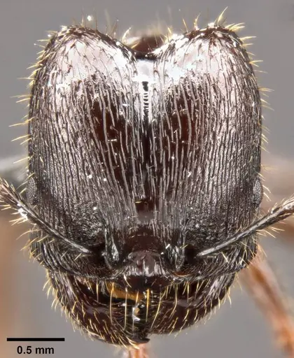 Pheidole rhea - CASENT0282931