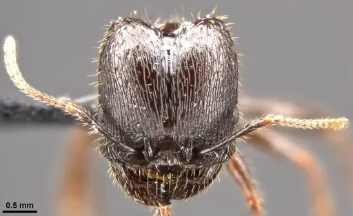 Pheidole rhea - CASENT0282931