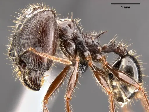 Pheidole rhea - CASENT0282931